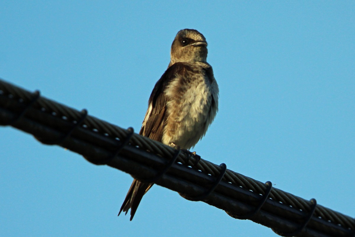 Purple Martin - ML620684949