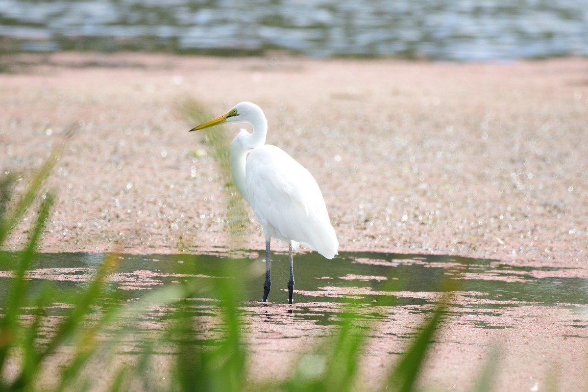 Great Egret - Ken Crawley