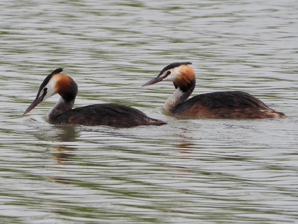 Great Crested Grebe - ML620684955