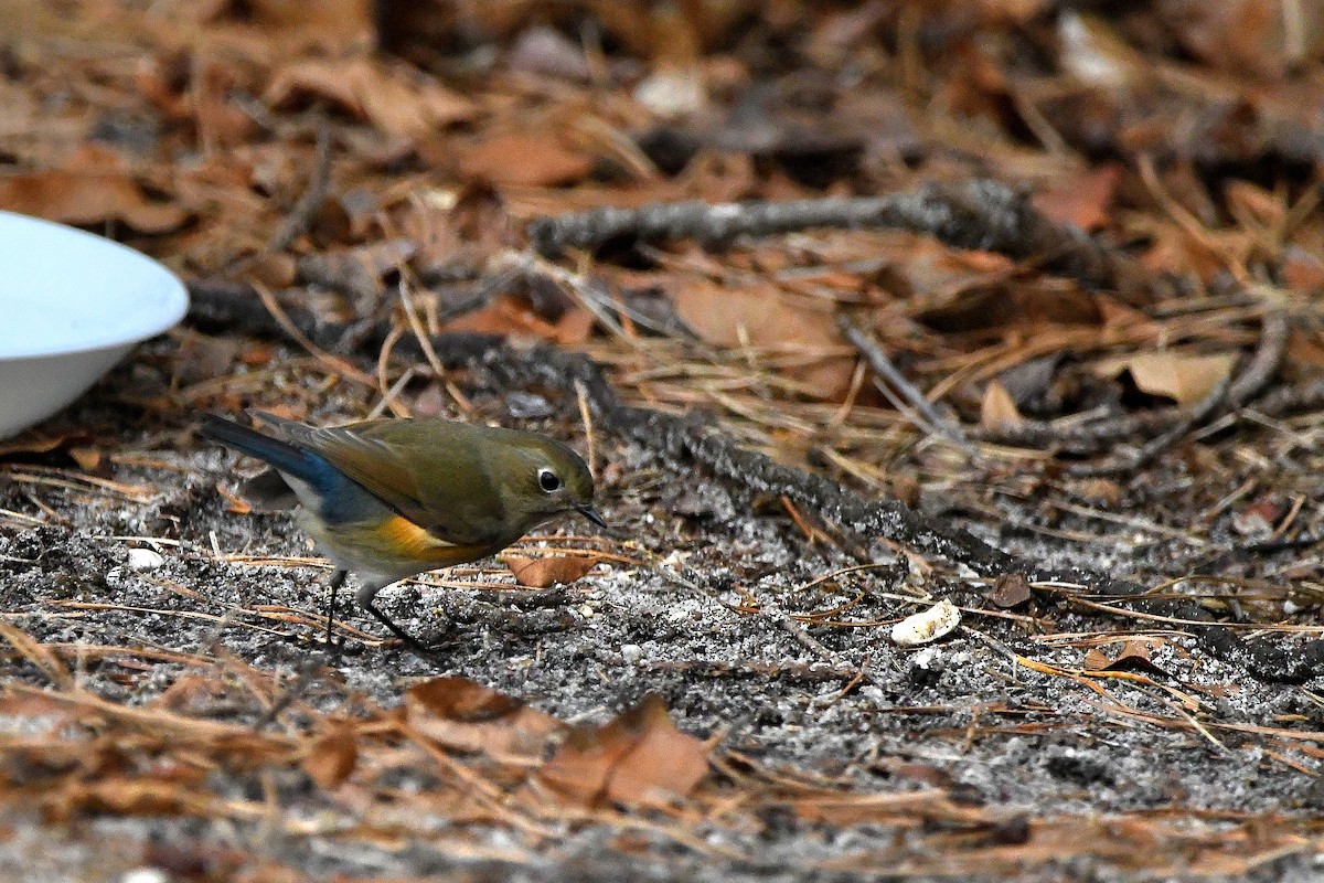 Red-flanked Bluetail - ML620684956