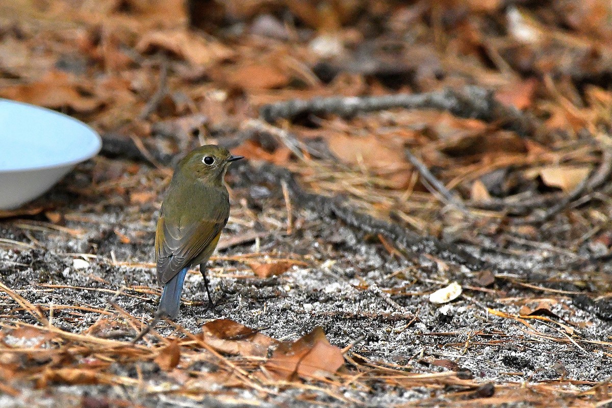 Red-flanked Bluetail - ML620684957