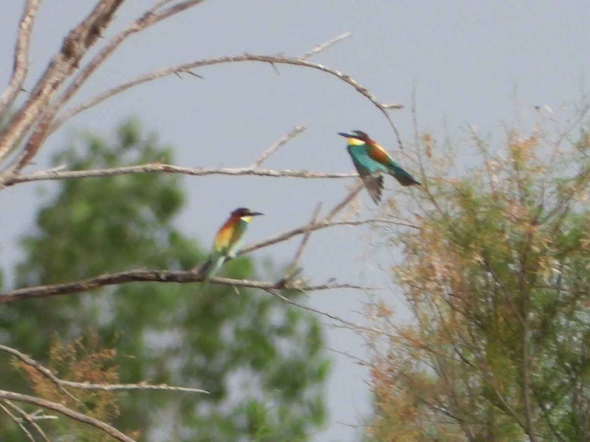 European Bee-eater - ML620684959