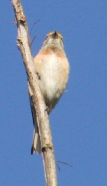 Eurasian Linnet - ML620684963