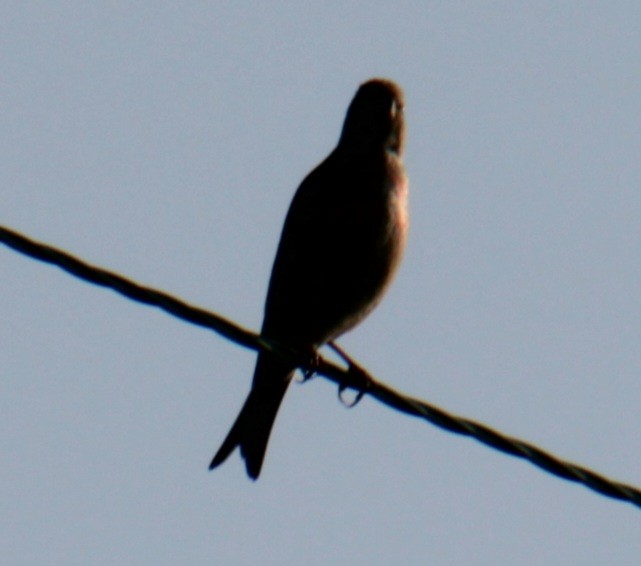 Eurasian Linnet - ML620684965