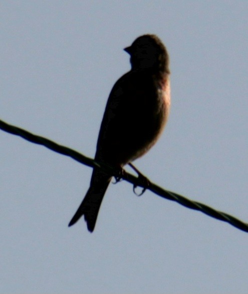 Eurasian Linnet - ML620684966