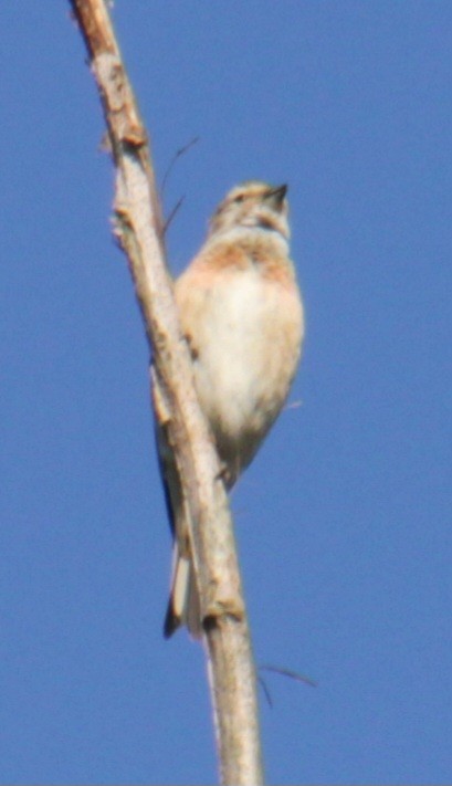 Eurasian Linnet - ML620684967