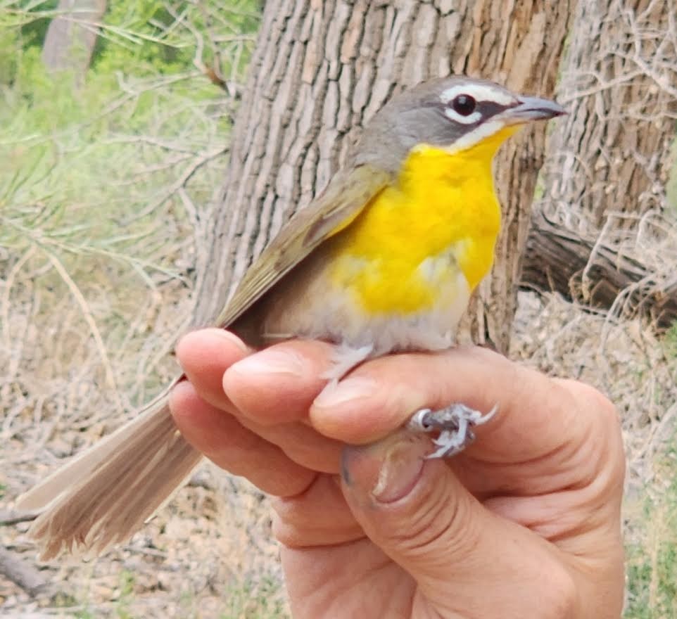 Yellow-breasted Chat - ML620684968