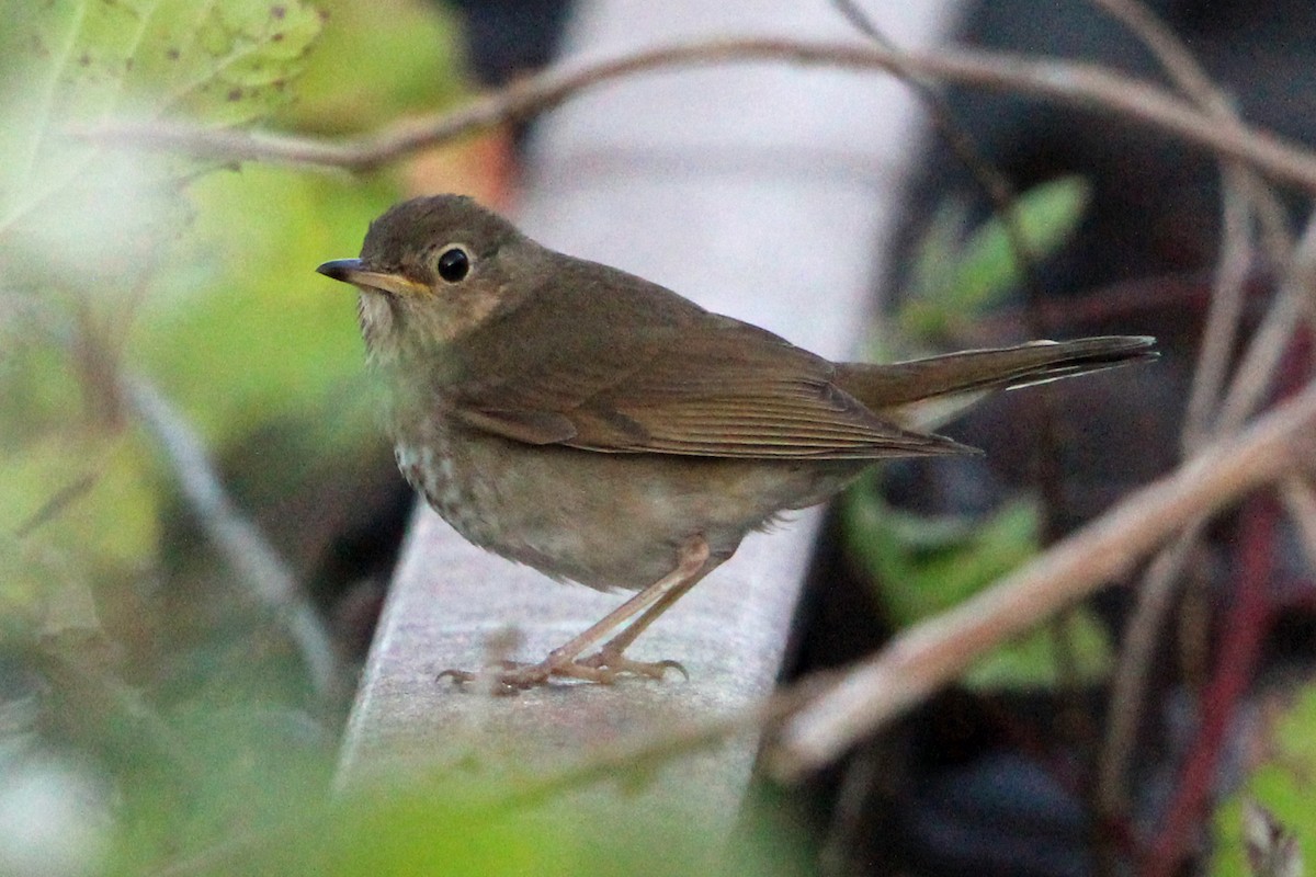 Swainson's Thrush - ML620684969