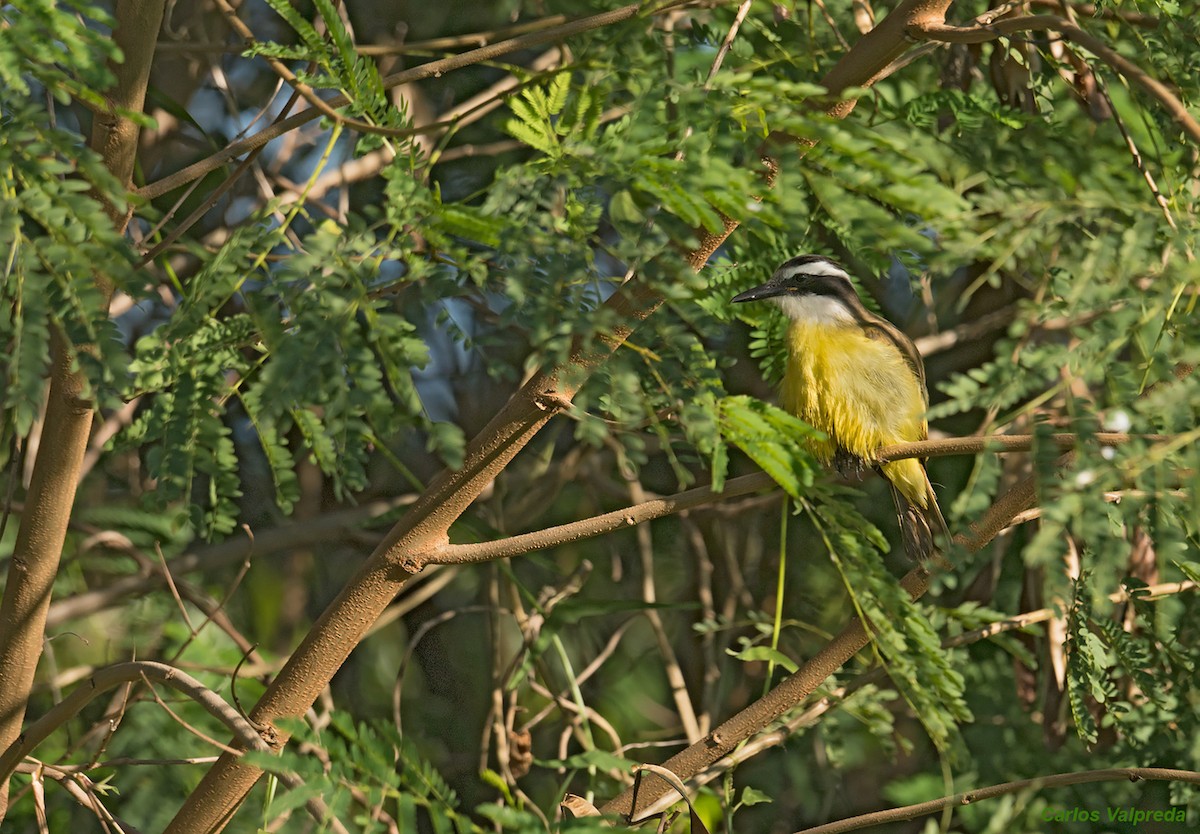 Great Kiskadee - ML620684970