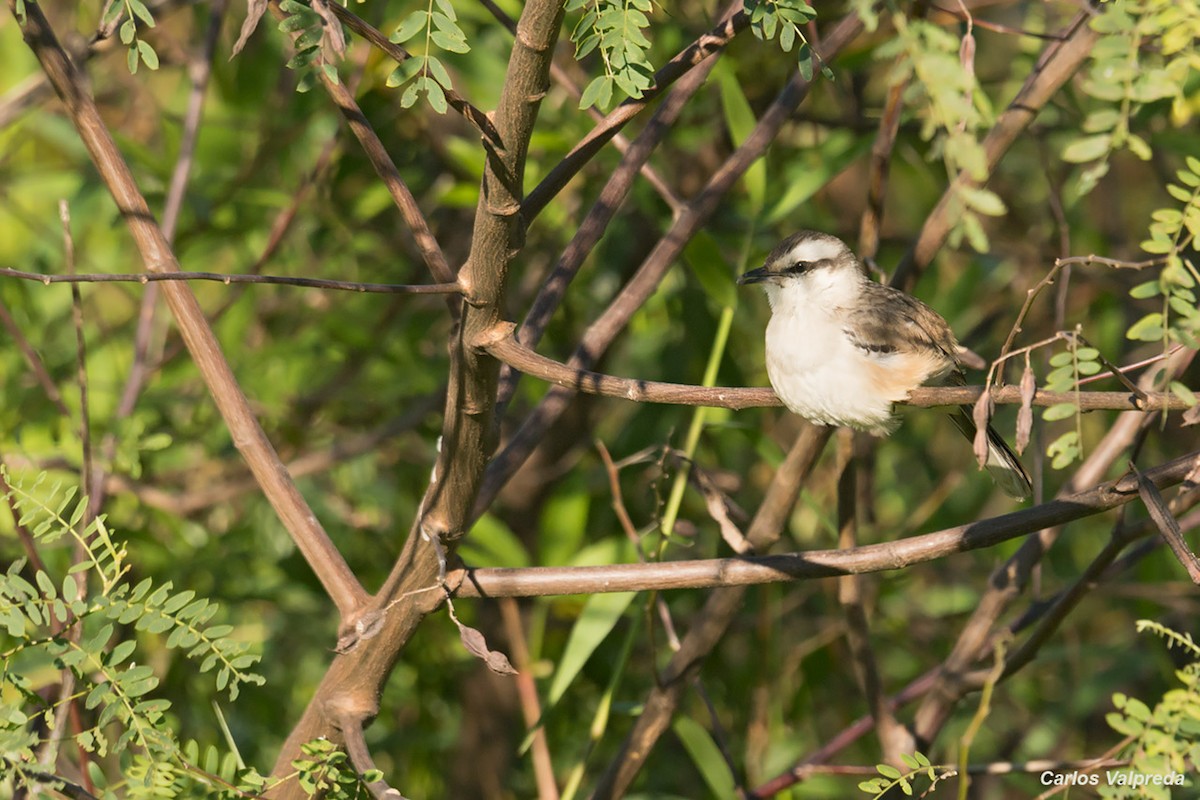 Chalk-browed Mockingbird - ML620684975