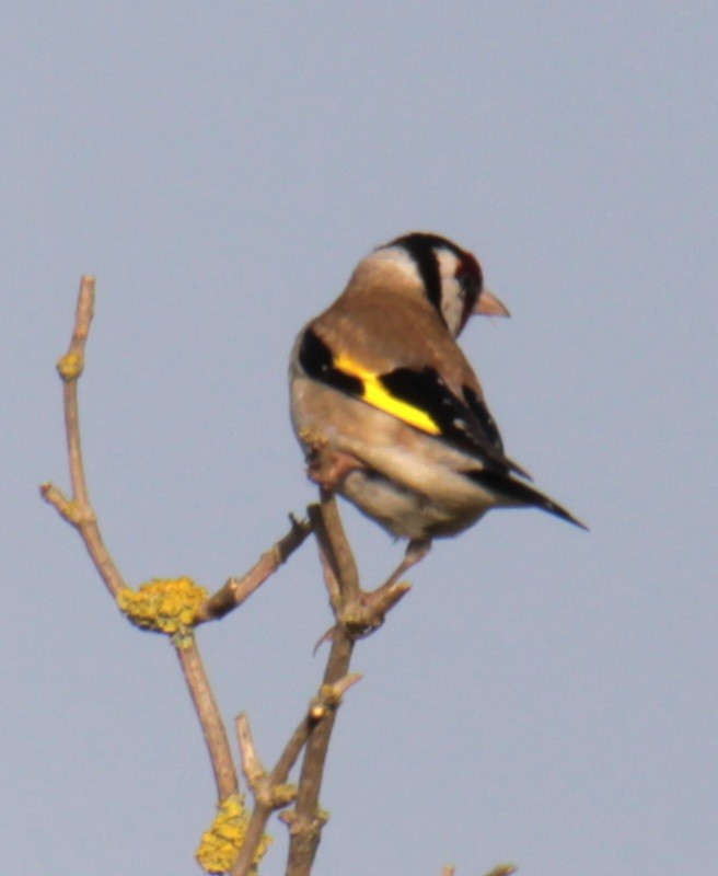 European Goldfinch (European) - ML620684978