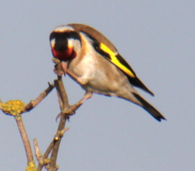 European Goldfinch (European) - ML620684979