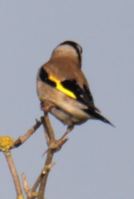 Chardonneret élégant (groupe carduelis) - ML620684980