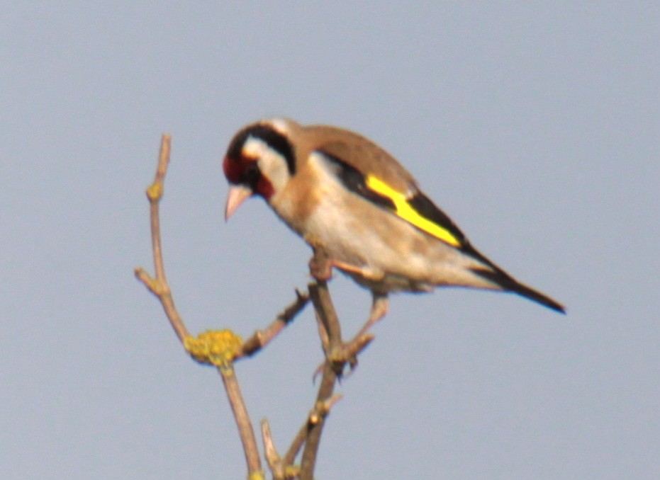 European Goldfinch (European) - ML620684981