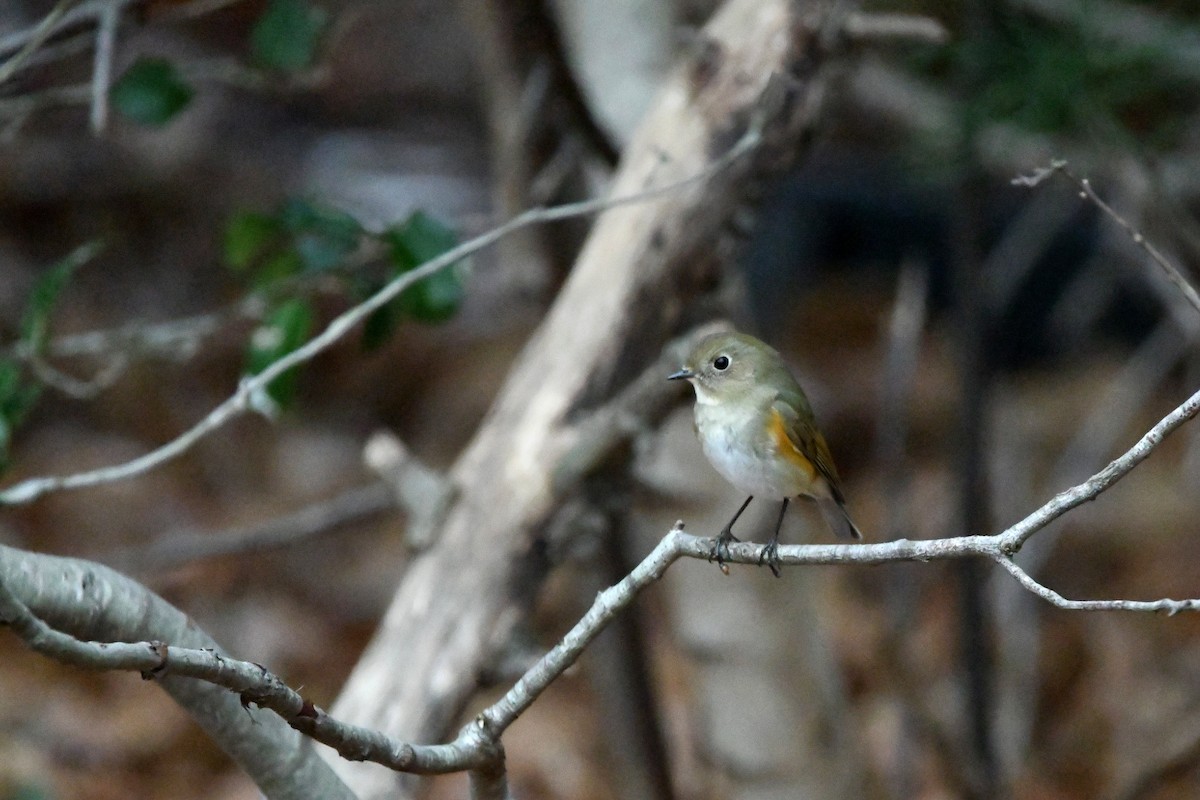 Robin à flancs roux - ML620684988