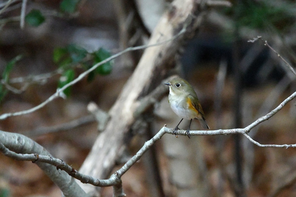 Red-flanked Bluetail - ML620684989