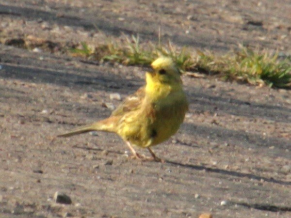 Yellowhammer - ML620684990