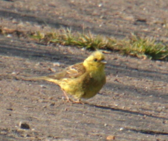 Yellowhammer - ML620684992