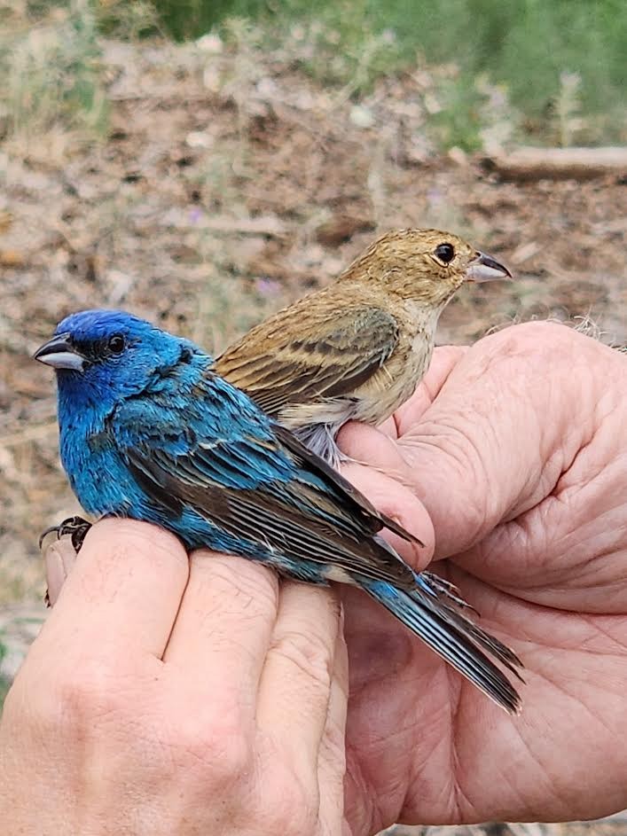 Indigo Bunting - ML620684993