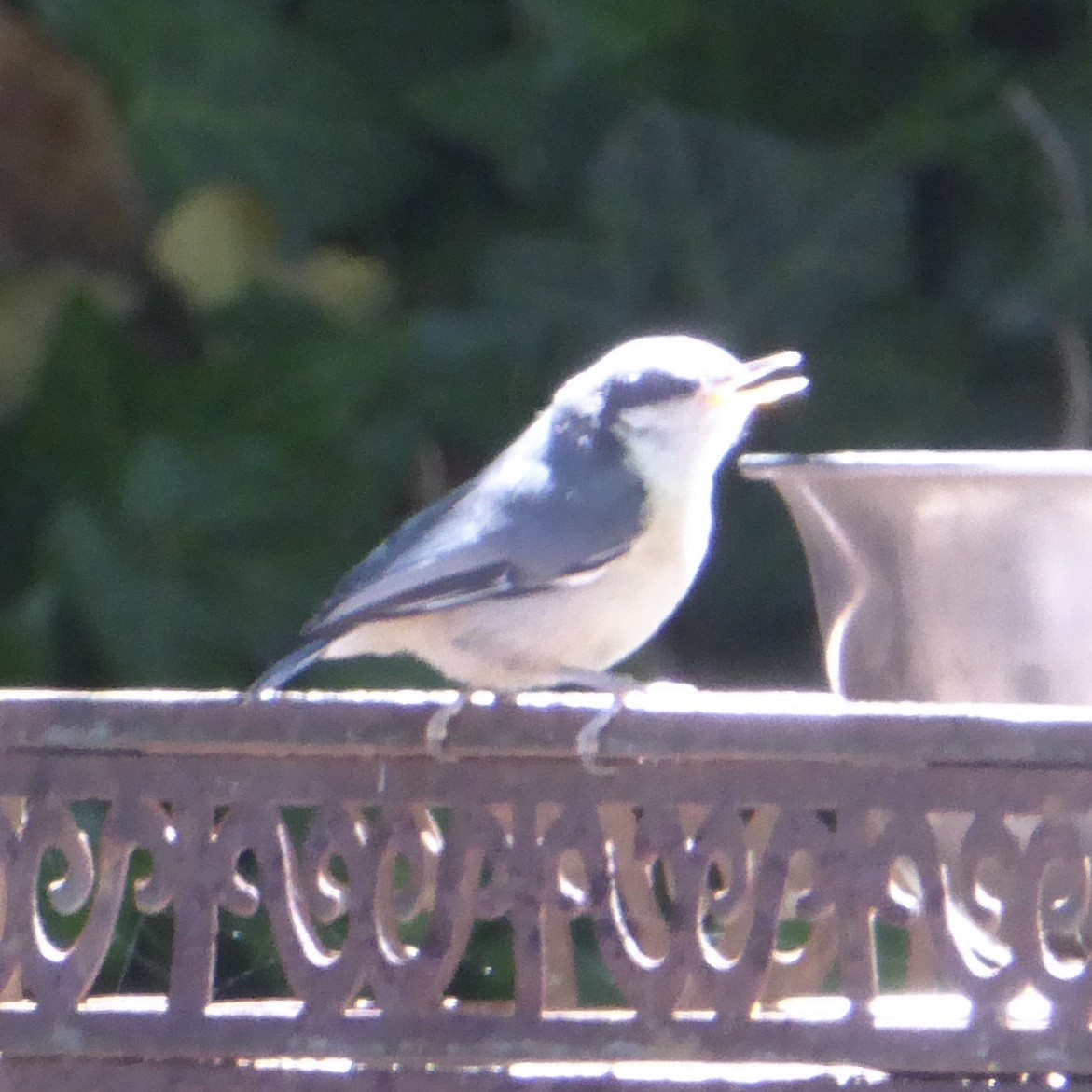 Pygmy Nuthatch - ML620684995