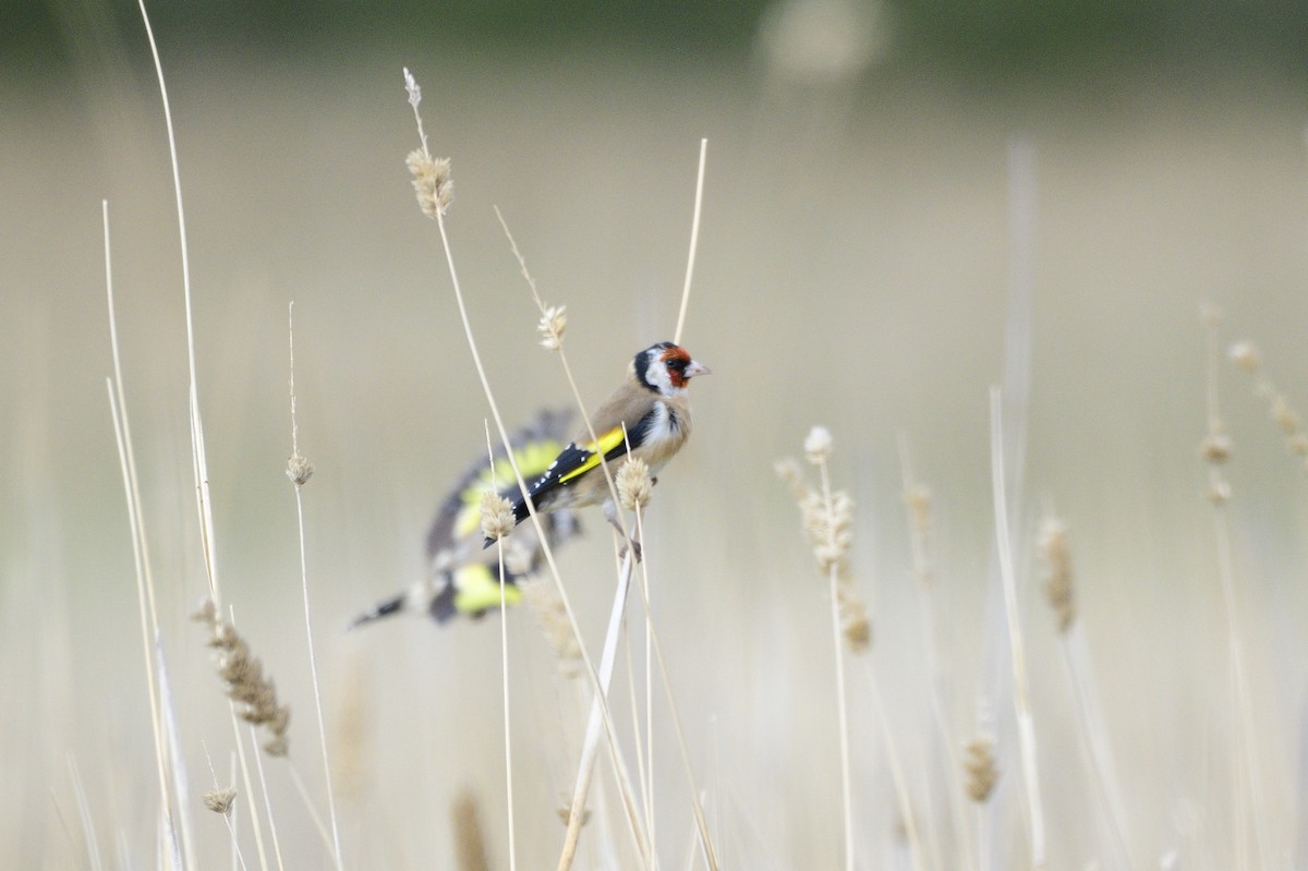 European Goldfinch - ML620684997