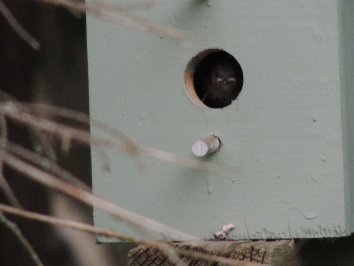 House Wren - ML620685005