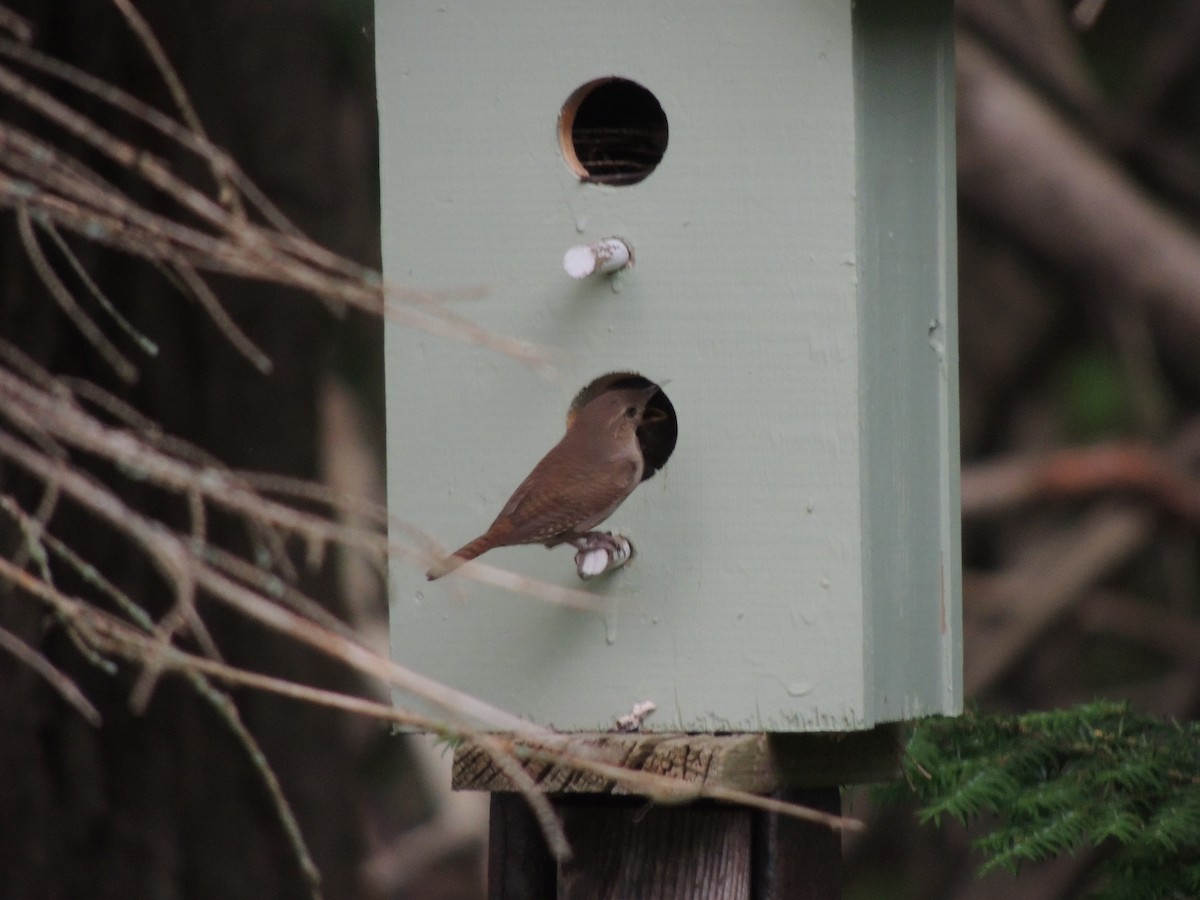 House Wren - ML620685010