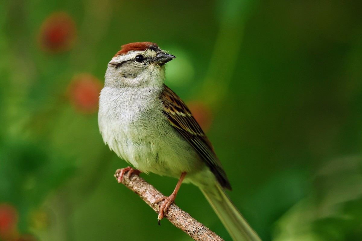 Chipping Sparrow - ML620685012