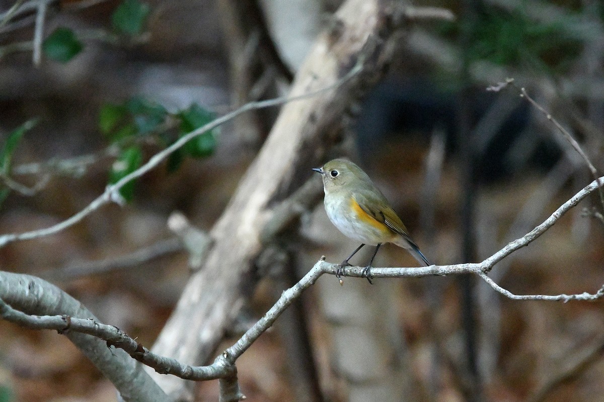 Robin à flancs roux - ML620685015