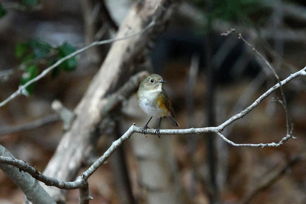 Robin à flancs roux - ML620685016