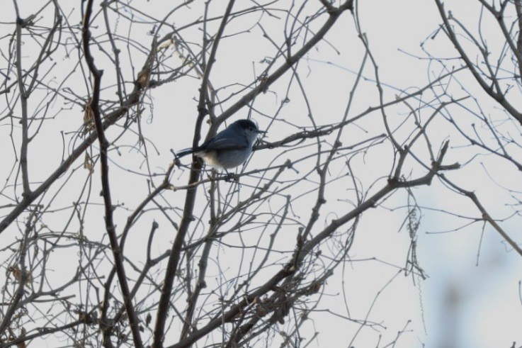 California Gnatcatcher - ML620685017