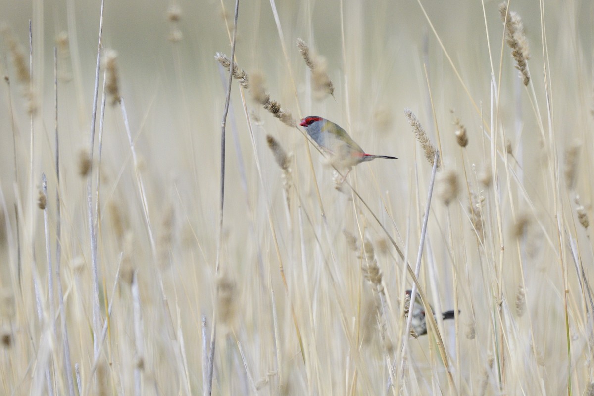 Red-browed Firetail - ML620685018