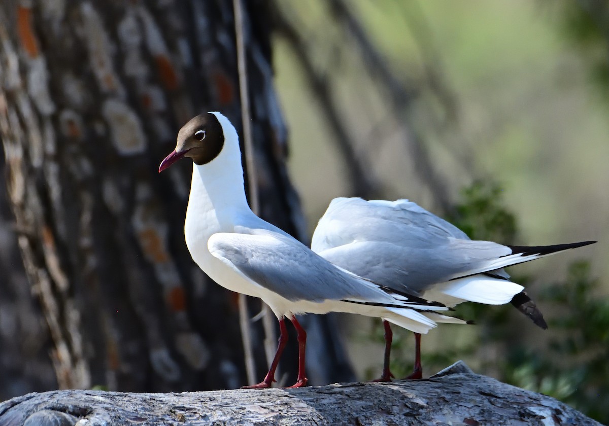 Black-headed Gull - ML620685022