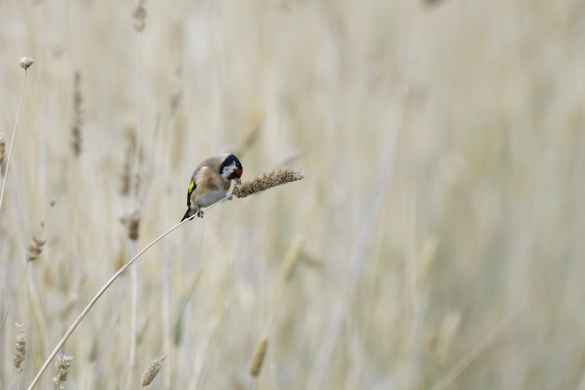 European Goldfinch - ML620685023