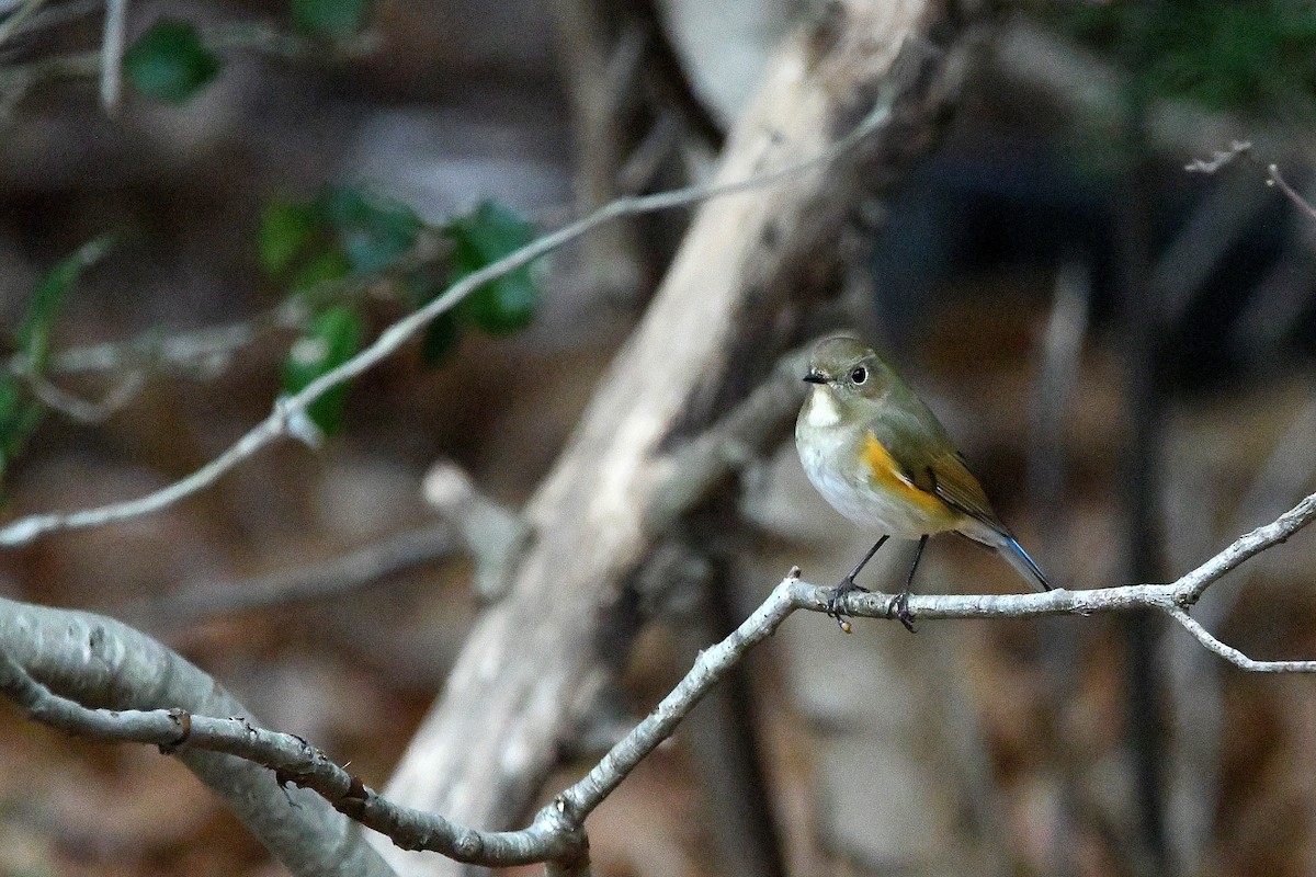 Red-flanked Bluetail - ML620685025
