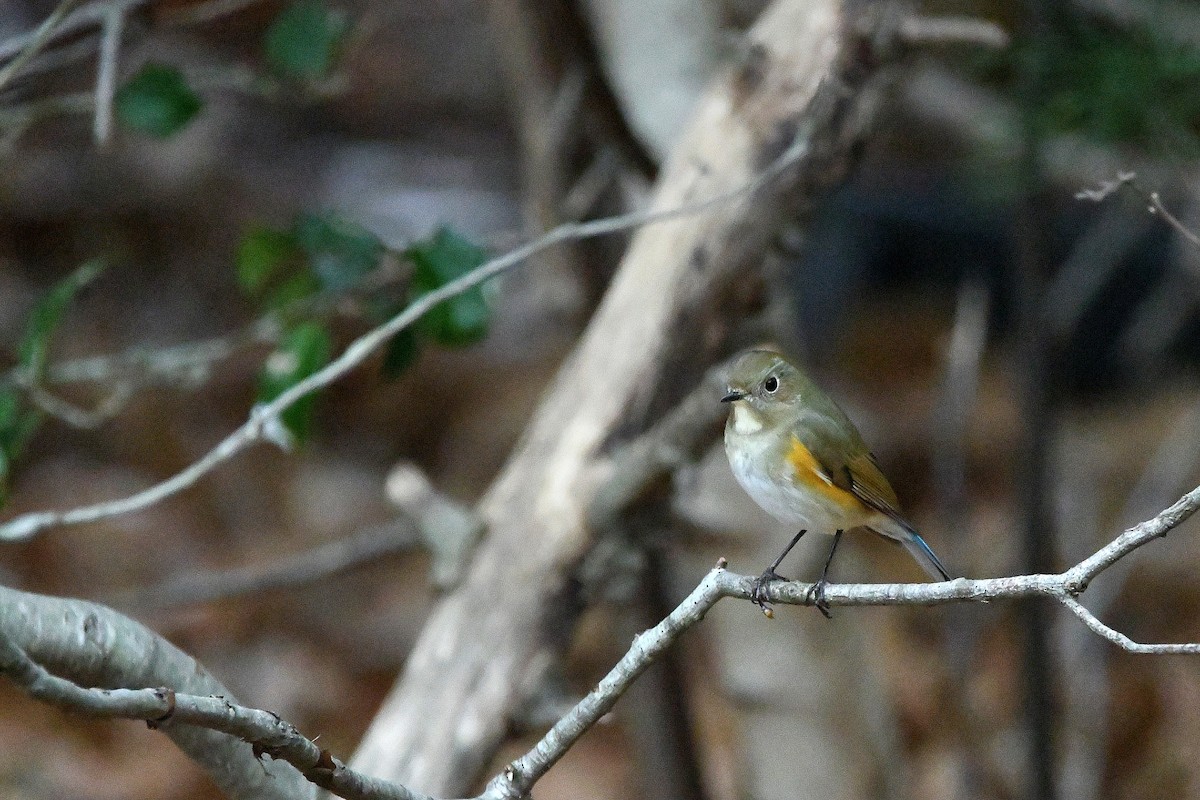 Robin à flancs roux - ML620685026