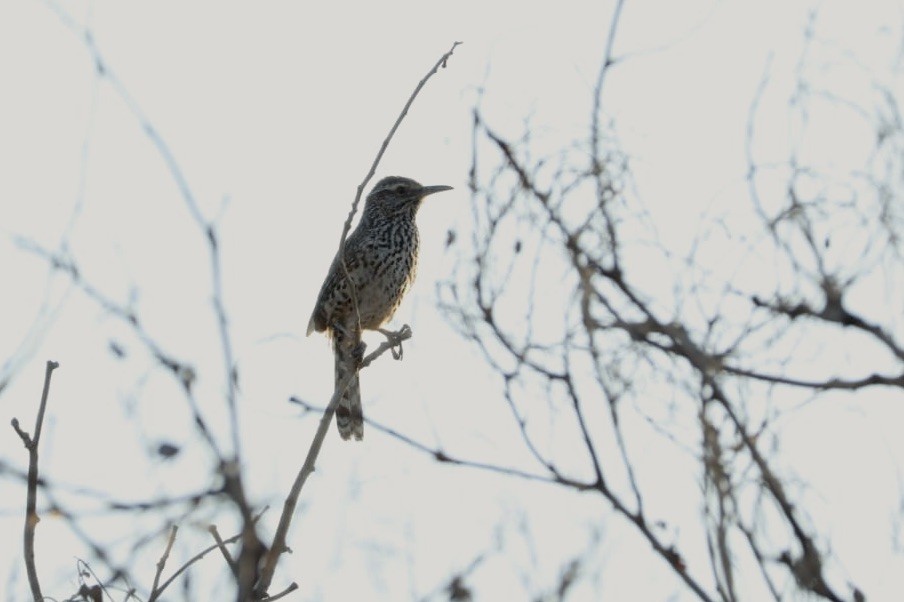 Cactus Wren - ML620685027