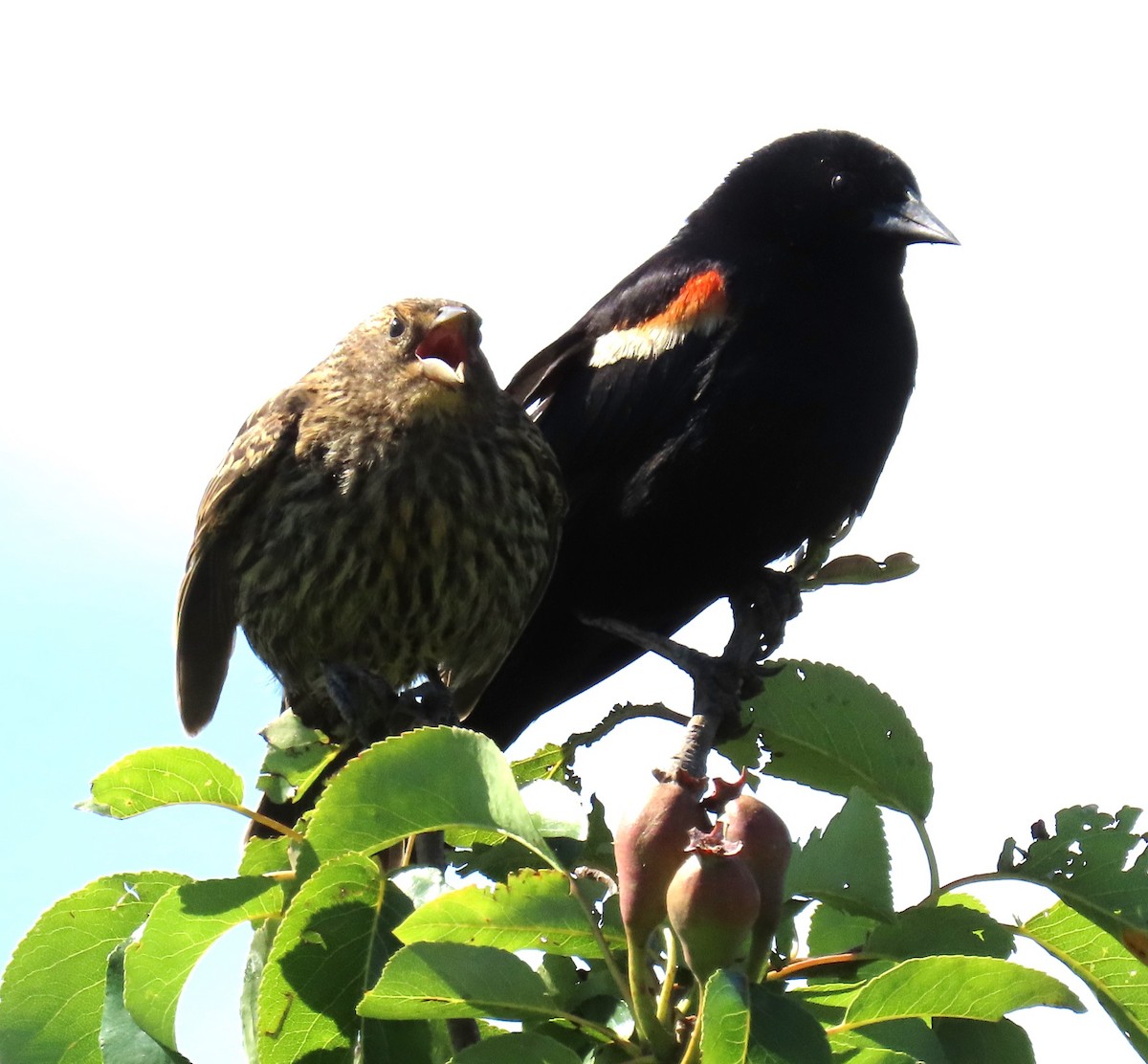 Red-winged Blackbird - ML620685028