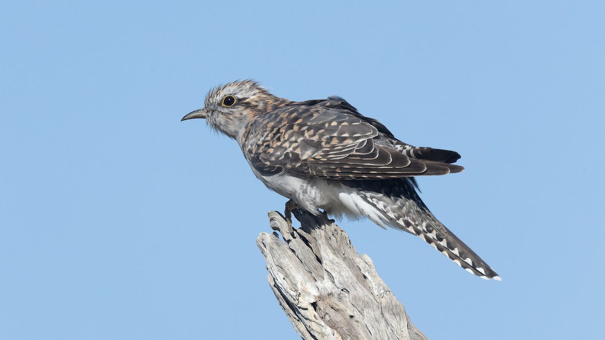 Pallid Cuckoo - ML620685037