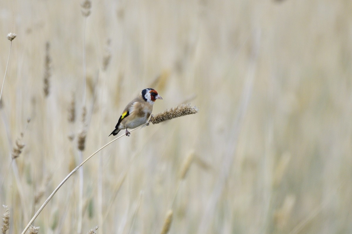 European Goldfinch - ML620685038