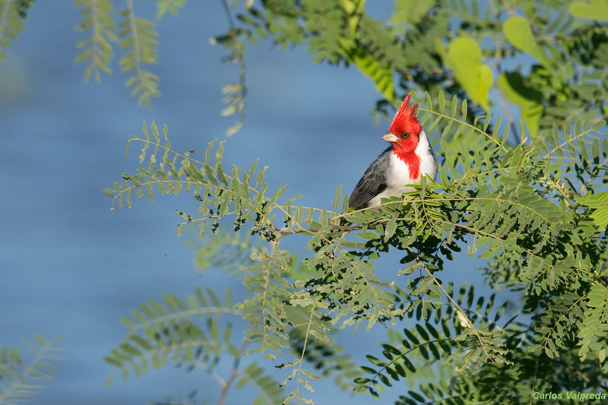 Red-crested Cardinal - ML620685040