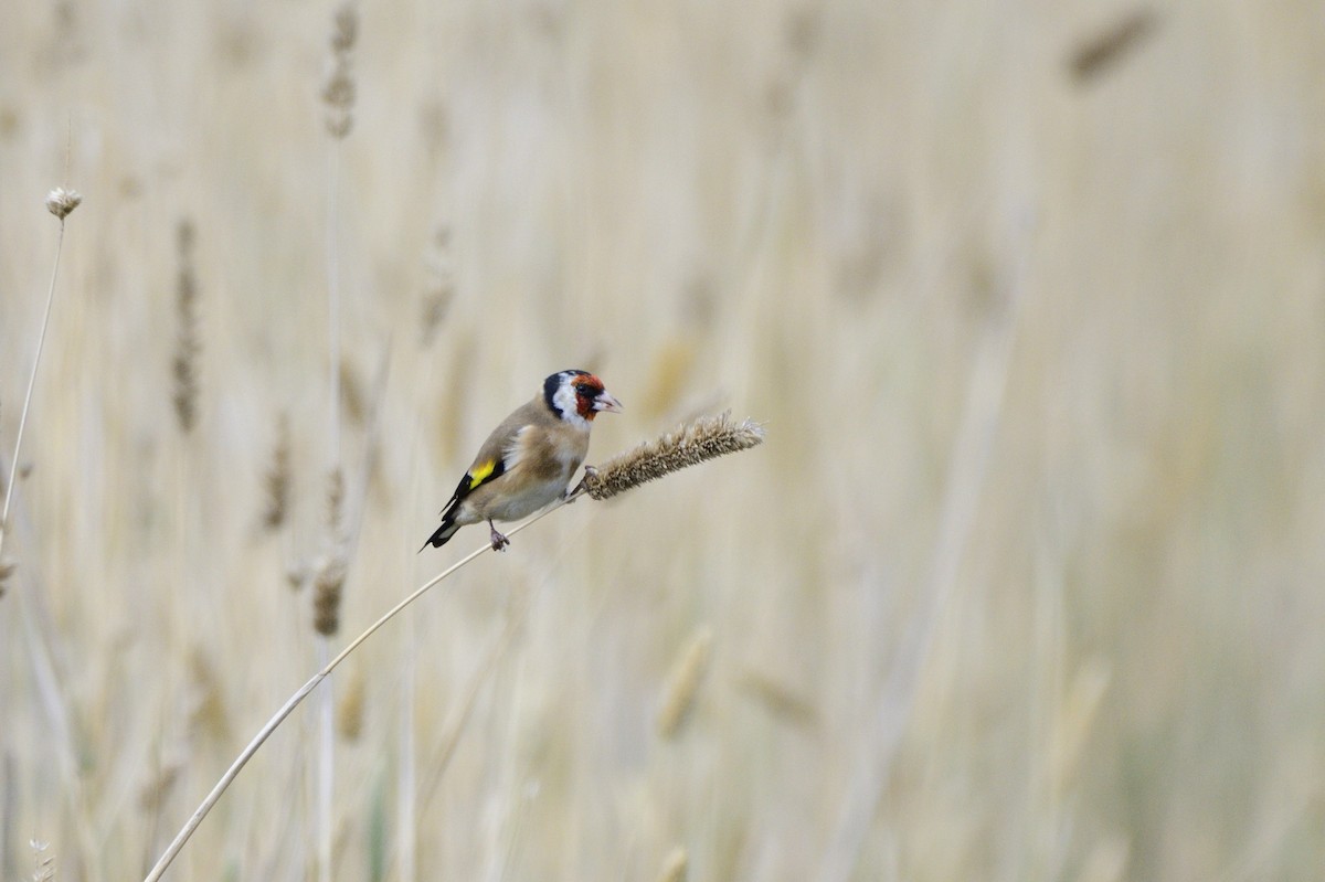 European Goldfinch - ML620685041