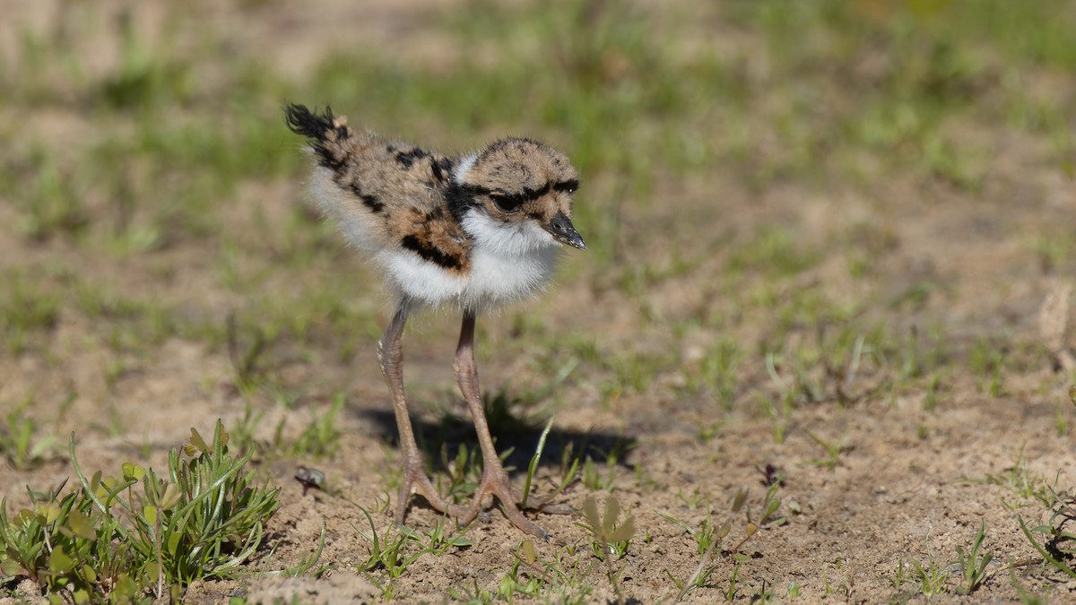 Black-fronted Dotterel - David Newell