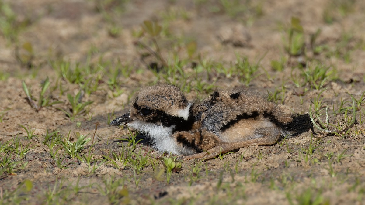 Black-fronted Dotterel - ML620685045