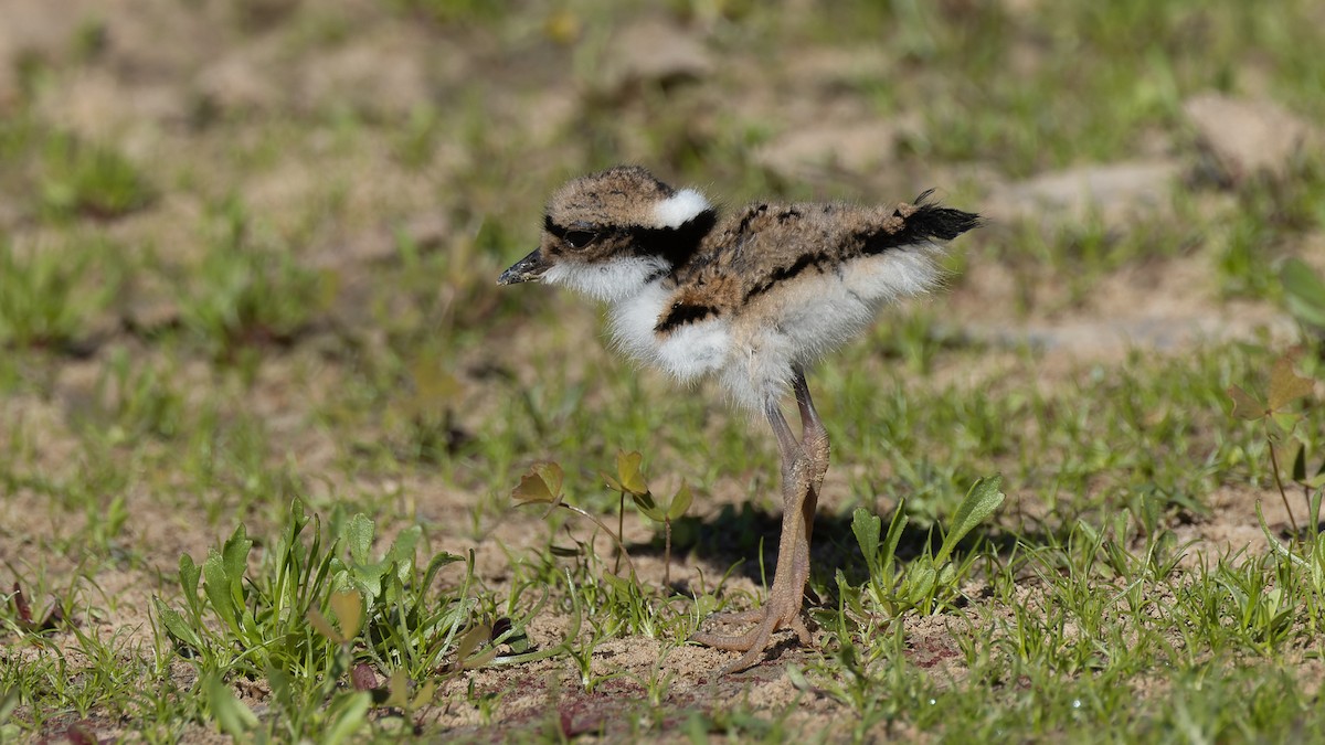 Black-fronted Dotterel - ML620685046