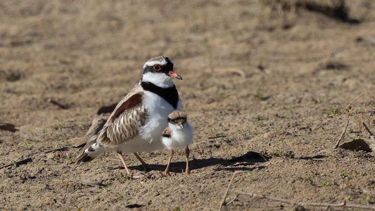 Black-fronted Dotterel - ML620685047