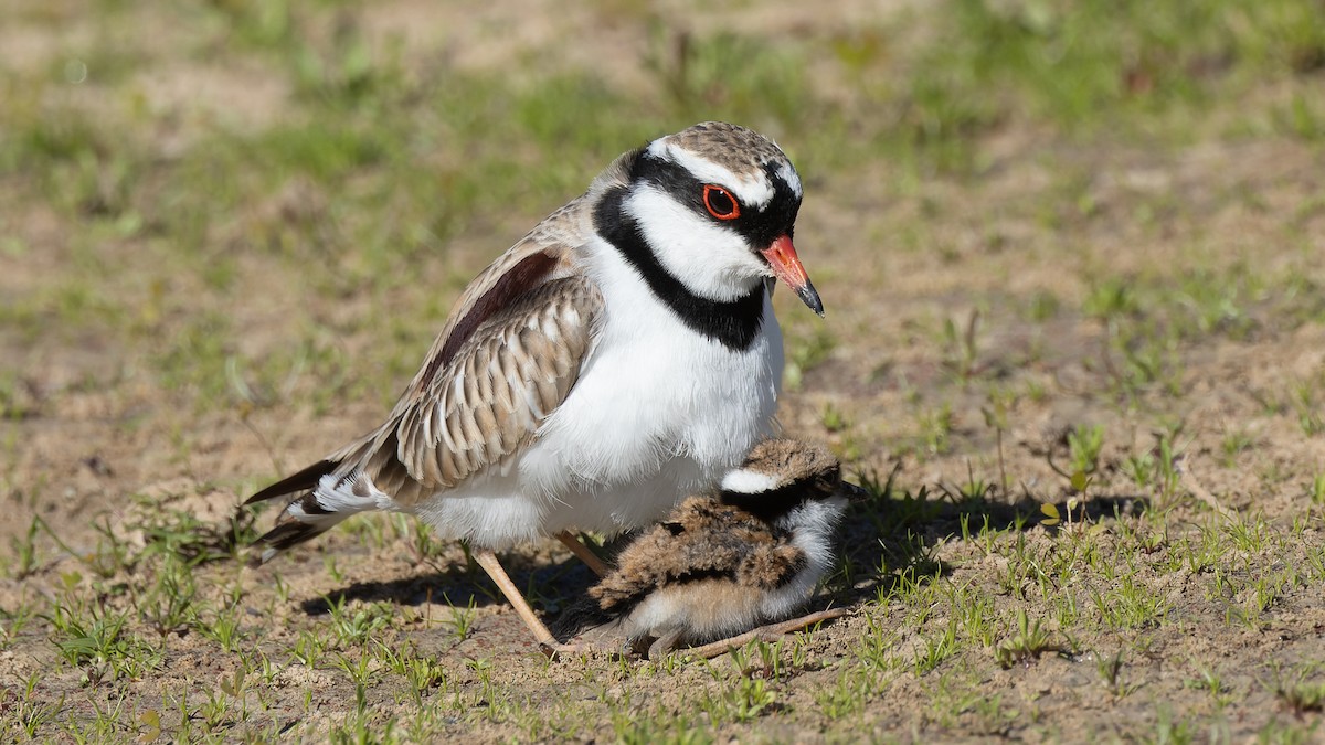 Black-fronted Dotterel - ML620685048