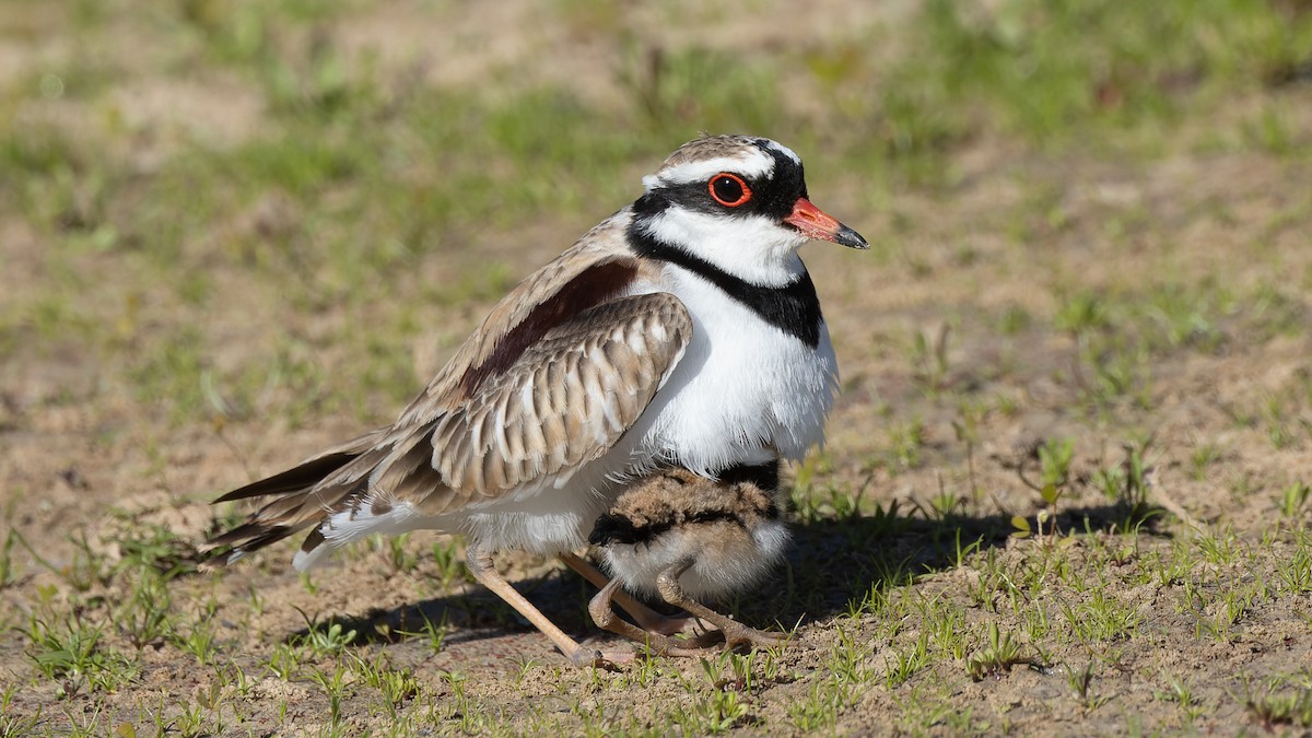 Black-fronted Dotterel - ML620685049