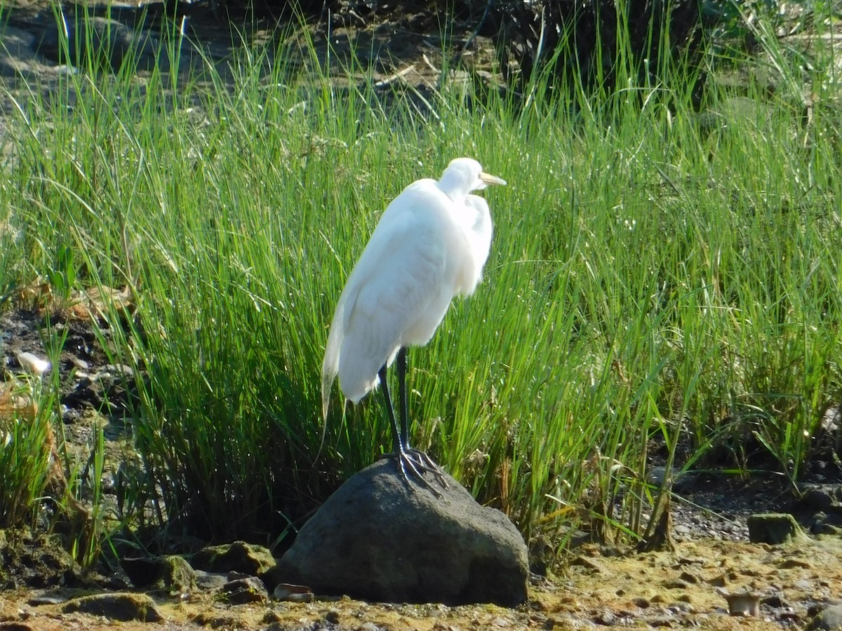 Great Egret - ML620685053