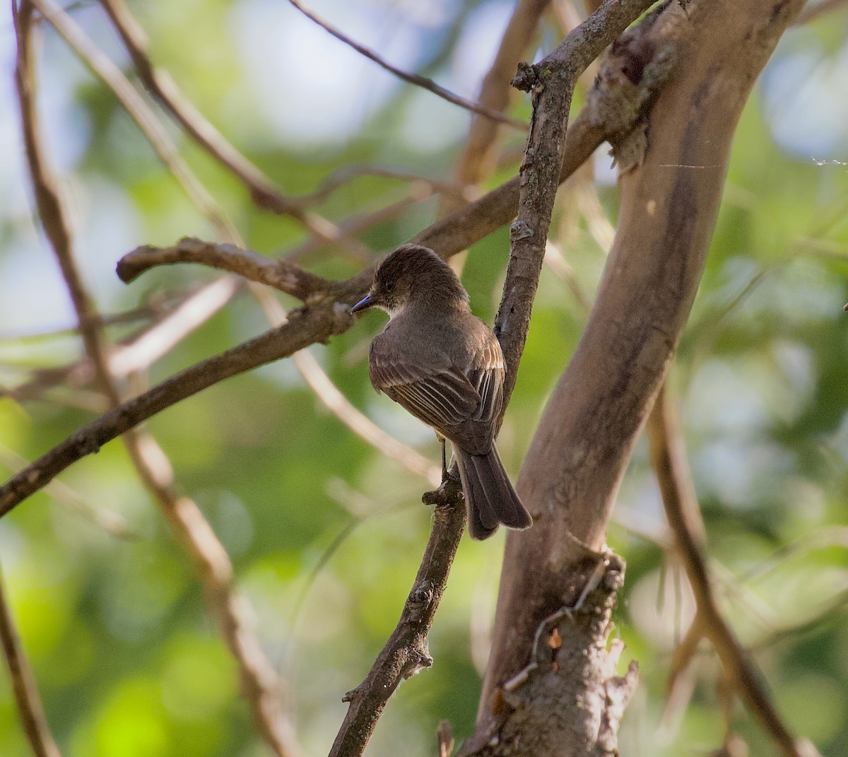 Eastern Phoebe - ML620685054